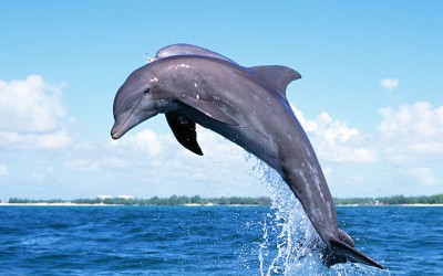 Dolphins Evolve Opposable Thumbs; Mankind’s Days Numbered